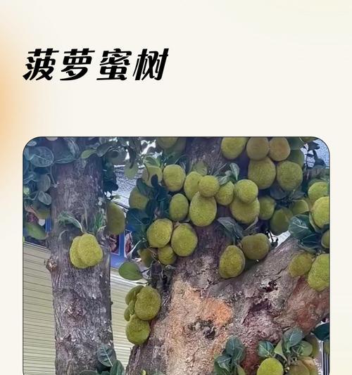 菠萝蜜树浇水技巧有哪些？