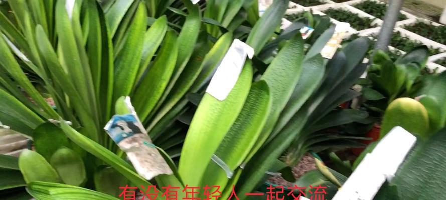 君子兰白球的种植方法是什么？