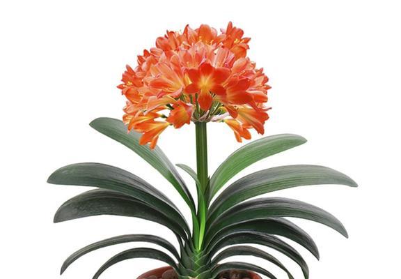 君子兰白球的种植方法是什么？