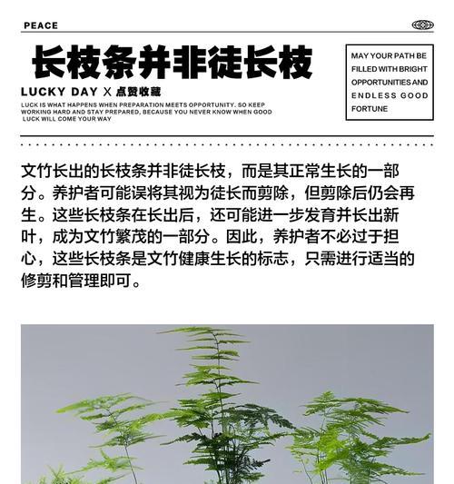 盆景枝条徒长怎么矮化快？如何有效控制枝条的生长？