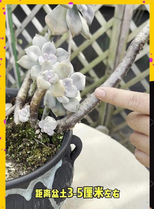 盆景枝条徒长怎么矮化快？如何有效控制枝条的生长？
