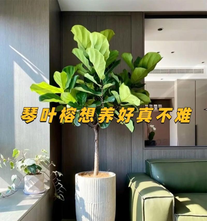 琴叶榕叶子发黄干枯的解决方法是什么？