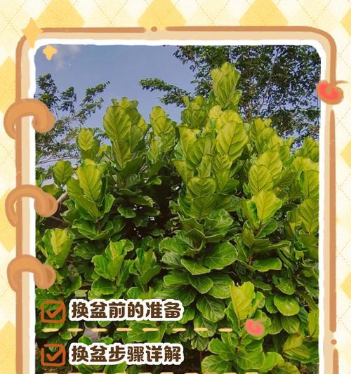 琴叶榕叶子发黄干枯的解决方法是什么？