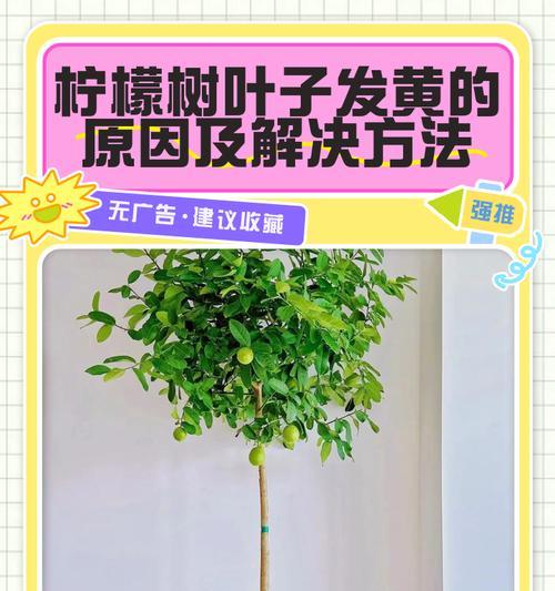 水草树叶子发黄的原因及解决方法是什么？