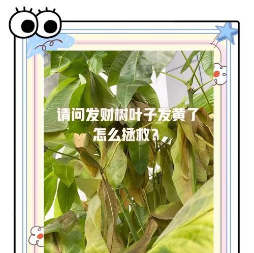 水草树叶子发黄的原因及解决方法是什么？