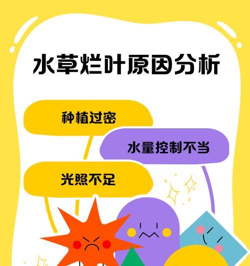 水草树叶子发黄的原因及解决方法是什么？
