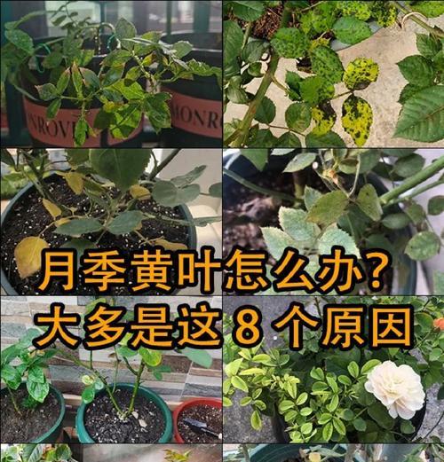 盆栽月季保湿的最佳方法是什么？如何保持月季的水分需求？