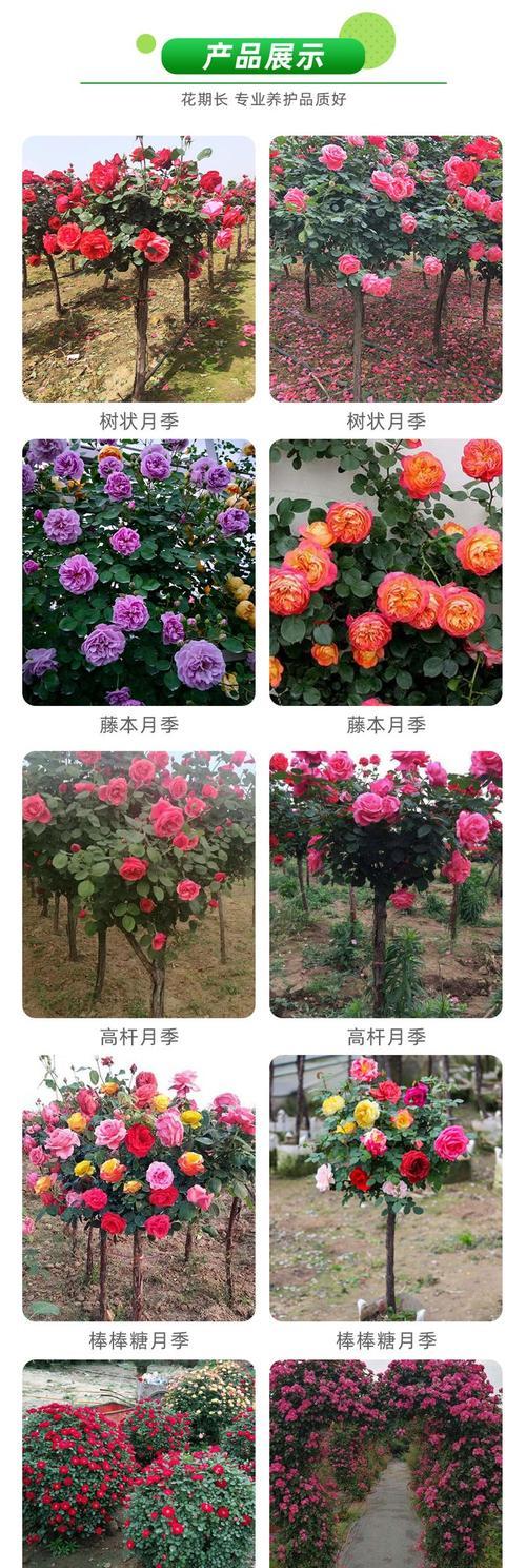 盆栽月季保湿的最佳方法是什么？如何保持月季的水分需求？