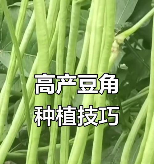 种植豆角有哪些经验做法？如何保证高产？
