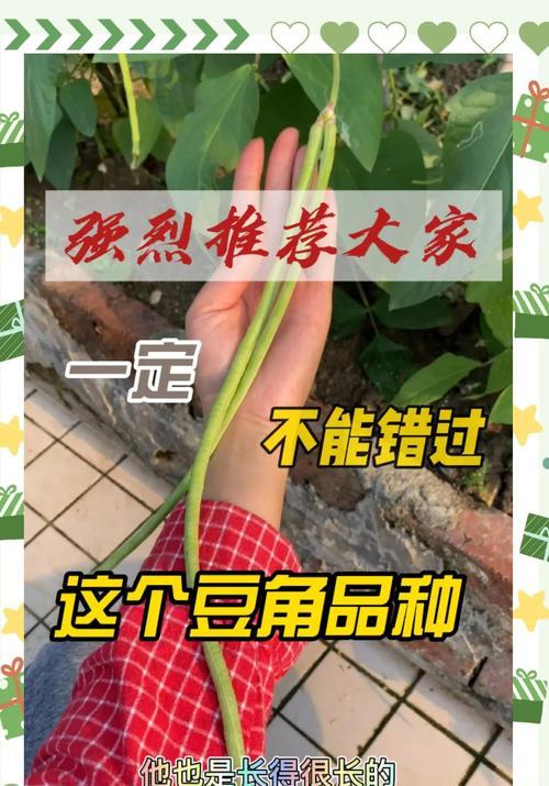 种植豆角有哪些经验做法？如何保证高产？