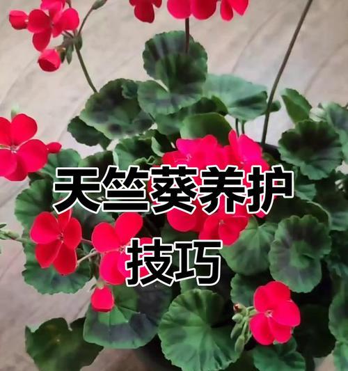 天竺葵如何开大朵花？有哪些技巧？