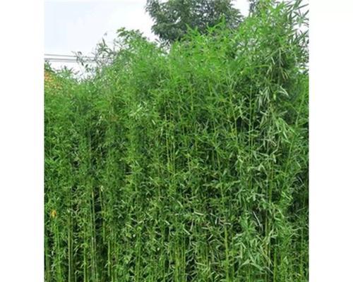 青竹紫竹苗观赏植物的种类有哪些？
