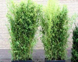 青竹紫竹苗观赏植物的种类有哪些？