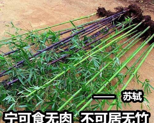 青竹紫竹苗观赏植物的种类有哪些？