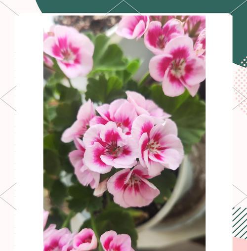 天竺葵开花全红是正常现象吗？