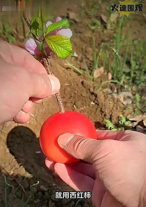 月季花束生根的秘诀是什么？如何快速促进生根？