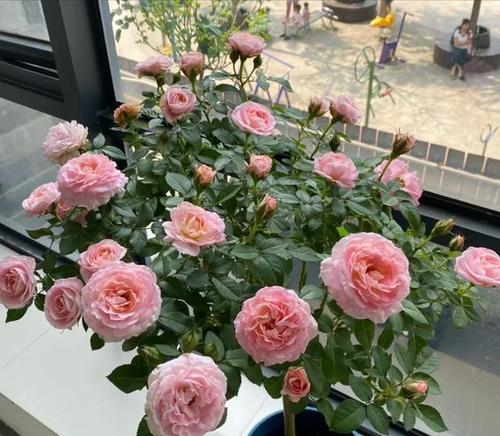 月季花束生根的秘诀是什么？如何快速促进生根？