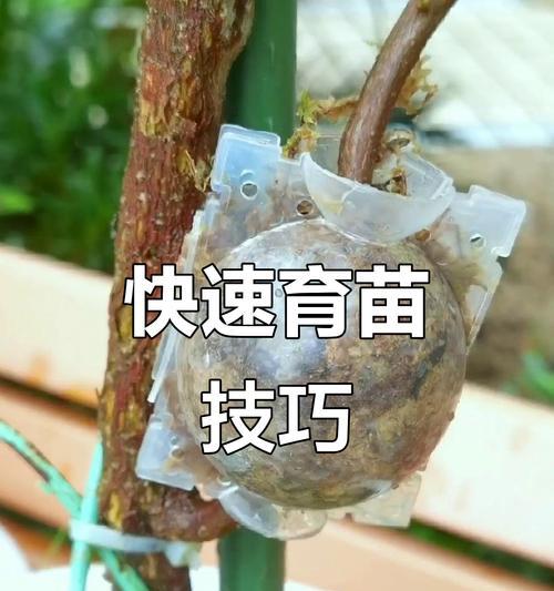 月季花束生根的秘诀是什么？如何快速促进生根？