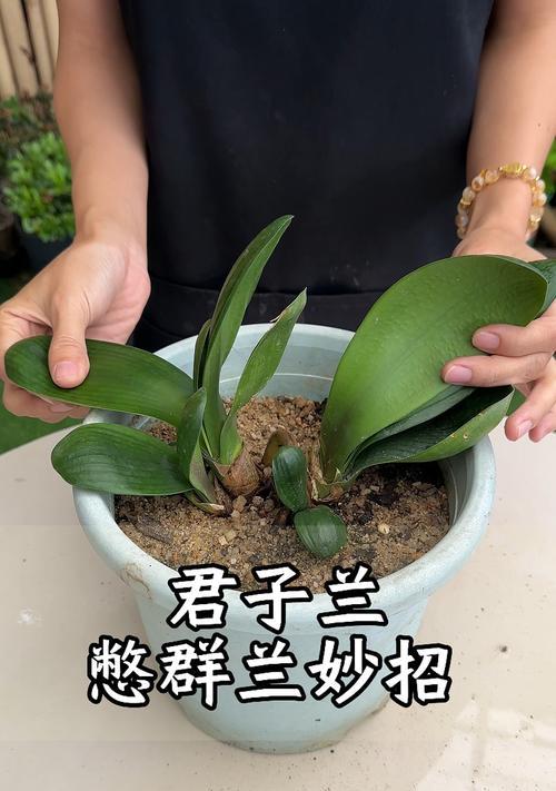 君子兰精品怎么养成花王？有哪些技巧？