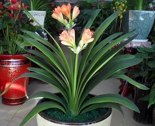 君子兰精品怎么养成花王？有哪些技巧？