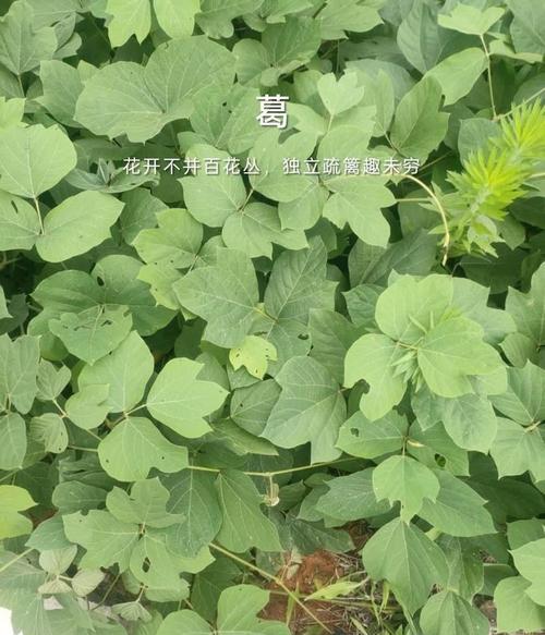 红白豆子播种的最佳时机？