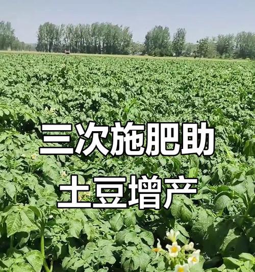 土豆的正确施肥和浇水方法是什么？