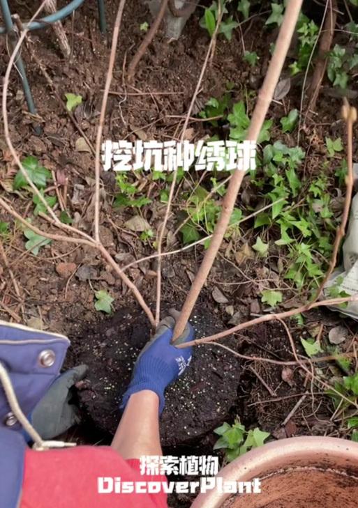 铁线莲根须地栽方法是什么？如何确保成活率？