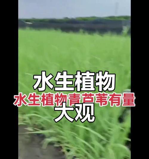 巴中水生植物种类有哪些？如何进行分类？