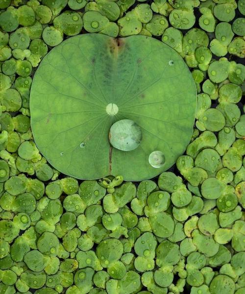 巴中水生植物种类有哪些？如何进行分类？