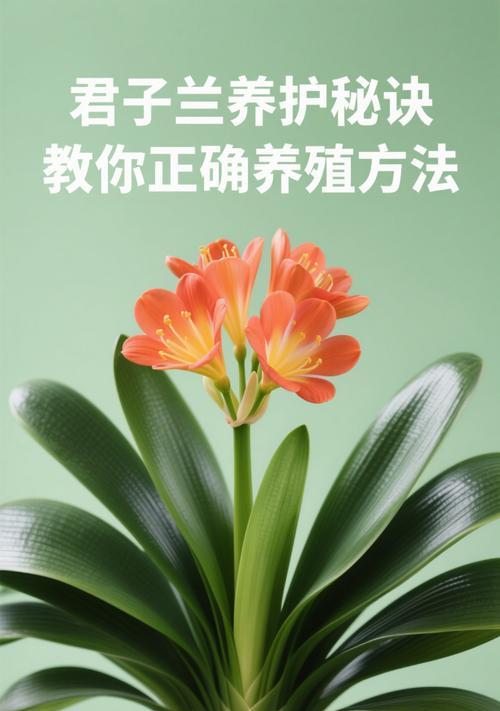 君子兰小龙条的养护方法是什么？