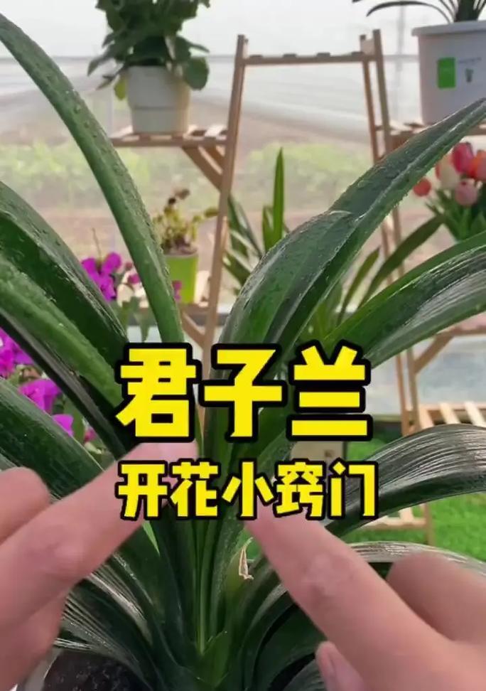 君子兰小龙条的养护方法是什么？