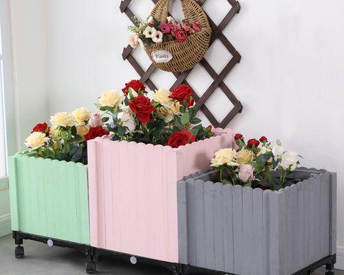 天竺葵兽贝蒂尔怎么养？日常护理和繁殖方法是什么？