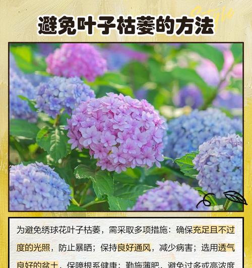 绣球叶子发黄焦边干枯的处理方法是什么？