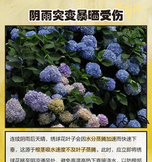 绣球叶子发黄焦边干枯的处理方法是什么？