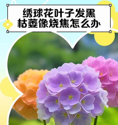 绣球叶子发黄焦边干枯的处理方法是什么？