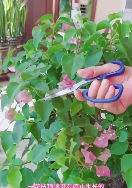 春天开过花的三角梅如何修剪？有哪些技巧？