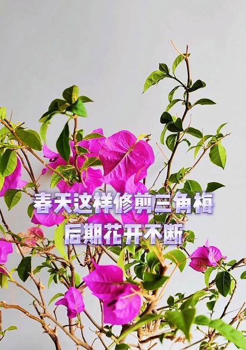 春天开过花的三角梅如何修剪？有哪些技巧？