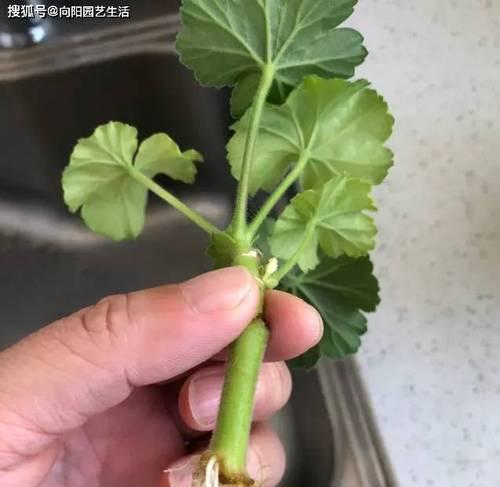 天竺葵修剪枝条的最佳方法是什么？