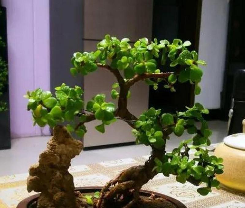 虹枝玉叶盆景如何养活？有哪些技巧？