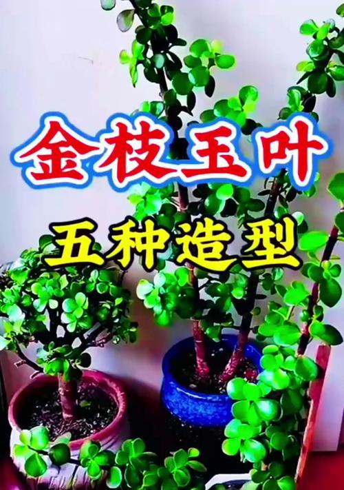 虹枝玉叶盆景如何养活？有哪些技巧？