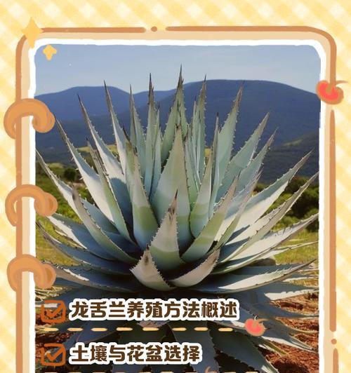 龙舌兰科植物病害防治？
