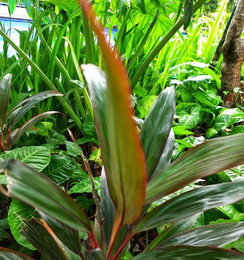 龙舌兰科植物病害防治？