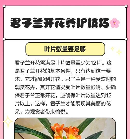精品小叶君子兰的正确养护技巧是什么？
