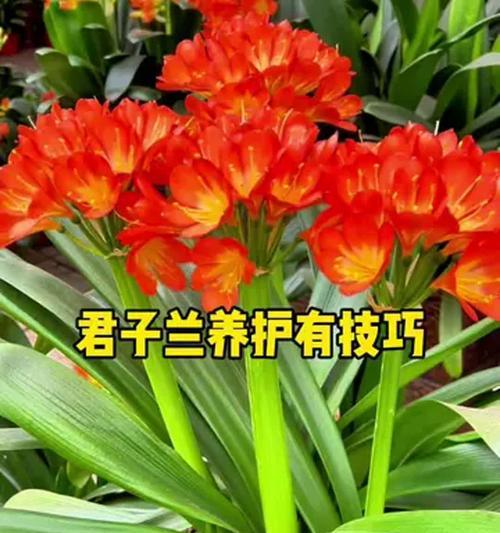 精品小叶君子兰的正确养护技巧是什么？