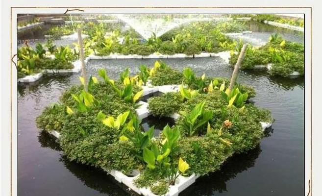 李哥水生植物种类有哪些？