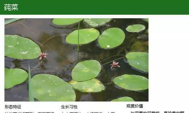 李哥水生植物种类有哪些？