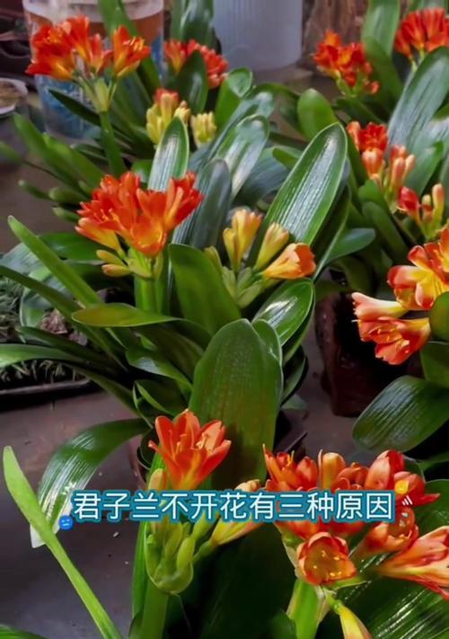 朋友养了很多君子兰该如何管理？