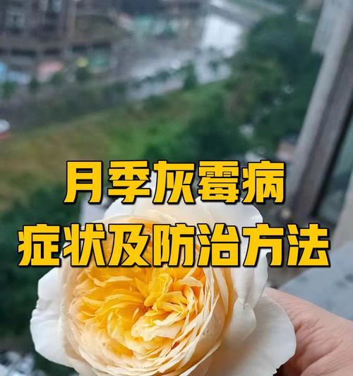 月季柴油影响及养护技巧？