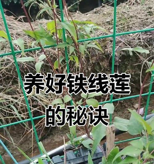 铁线莲12月怎么修剪？修剪的最佳时间和方法是什么？
