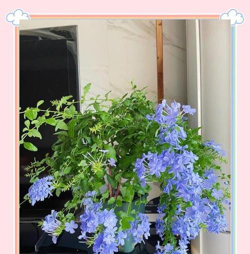 蓝雪花叶子发黄怎么办？如何恢复其绿色？